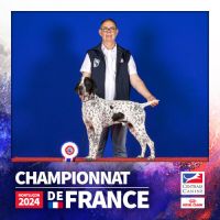 Chiots braque d'auvergne l.o.f. #9