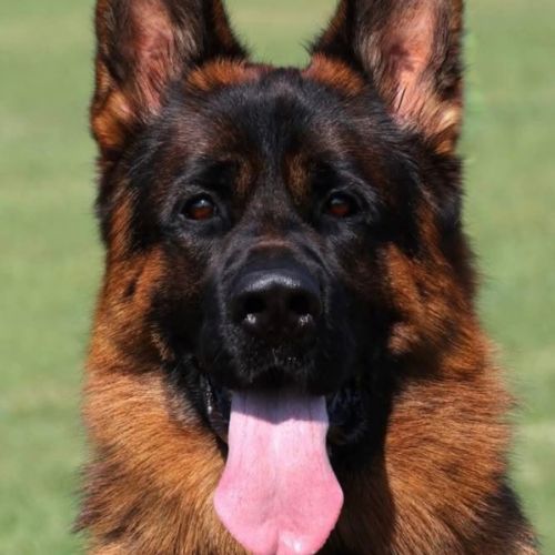 Chiots berger allemand #1