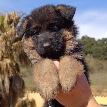 Chiots berger allemand #5