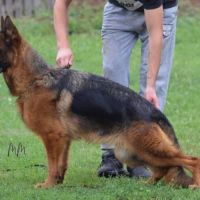 Chiots berger allemand #2