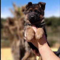 Chiots berger allemand