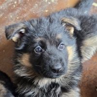 Chiots berger allemand #4