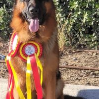 Chiots berger allemand #6