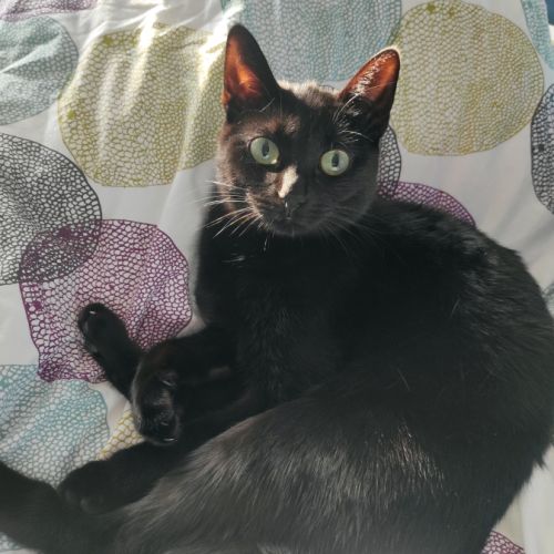 Chat femelle à aimer #1