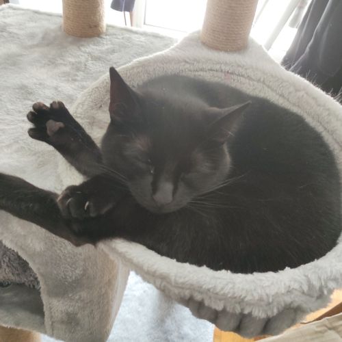 Chat femelle à aimer #2