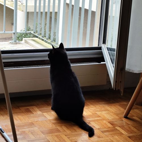 Chat femelle à aimer #4