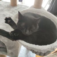 Chat femelle à aimer #2