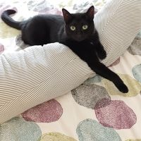 Chat femelle à aimer #0