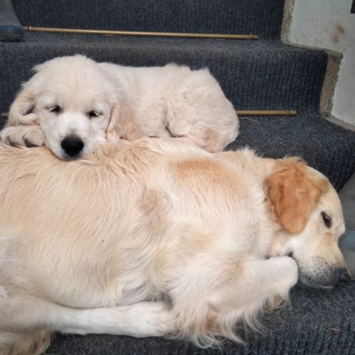 Chiot mâle lof pedigree jardin d epona #1