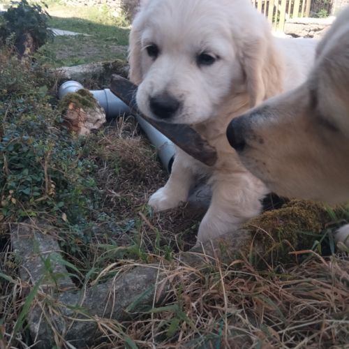 Chiot mâle lof pedigree jardin d epona #2