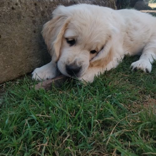 Chiot mâle lof pedigree jardin d epona #3