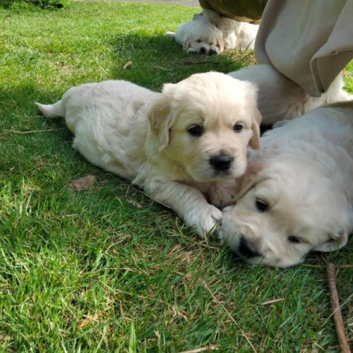 Chiot mâle lof pedigree jardin d epona #6