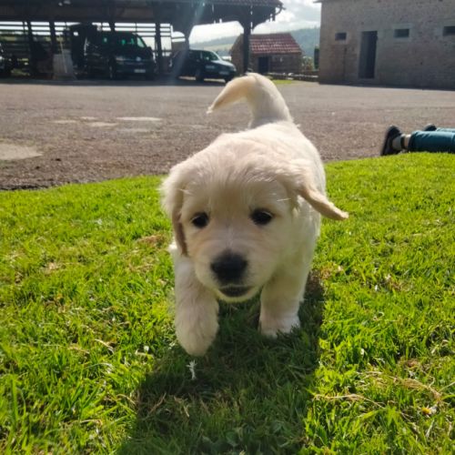 Chiot mâle lof pedigree jardin d epona #7