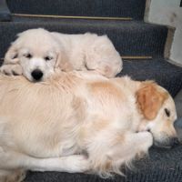 Chiot mâle lof pedigree jardin d epona #1