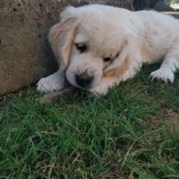 Chiot mâle lof pedigree jardin d epona #3