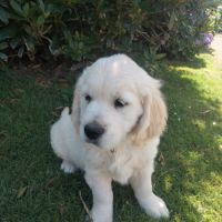 Chiot mâle lof pedigree jardin d epona