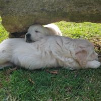 Chiot mâle lof pedigree jardin d epona #5