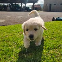 Chiot mâle lof pedigree jardin d epona #7