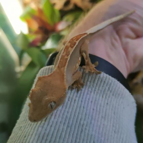 Geckos à crête correlophus ciliatus #1