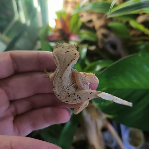 Geckos à crête correlophus ciliatus #3