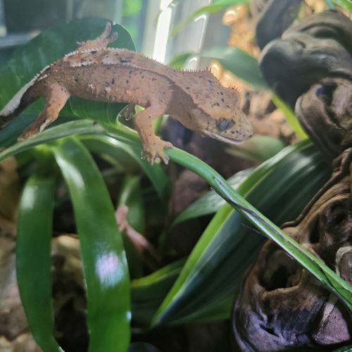 Geckos à crête correlophus ciliatus