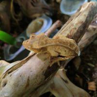 Geckos à crête correlophus ciliatus #2