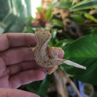 Geckos à crête correlophus ciliatus #3