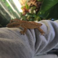 Geckos à crête correlophus ciliatus #5