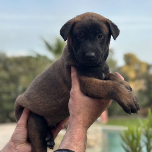 Chiots berger belge malinois lof #2