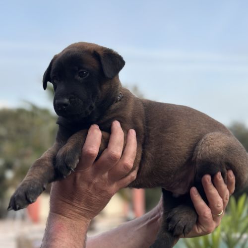 Chiots berger belge malinois lof #3