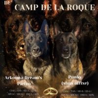 Chiots berger belge malinois lof