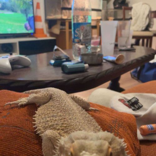 Pogona male 3 ans et femelle naine 1 an #2