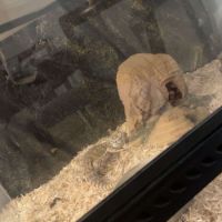 Pogona male 3 ans et femelle naine 1 an #1