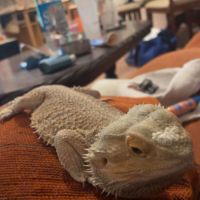Pogona male 3 ans et femelle naine 1 an