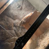 Pogona male 3 ans et femelle naine 1 an #4