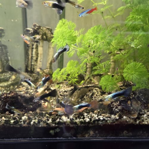 Cause déménagement vend l’ensemble de mes poissons #1