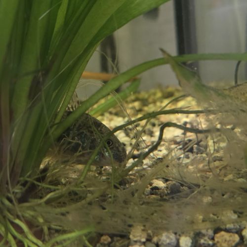 Cause déménagement vend l’ensemble de mes poissons #2