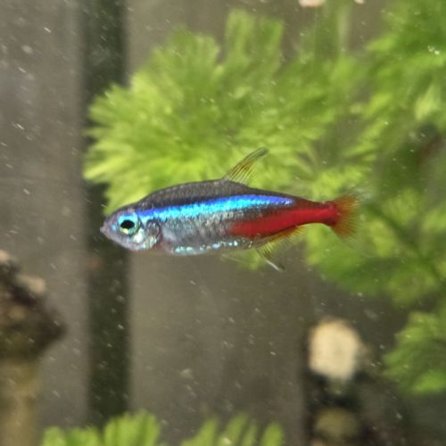 Cause déménagement vend l’ensemble de mes poissons #3