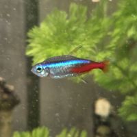 Cause déménagement vend l’ensemble de mes poissons #3