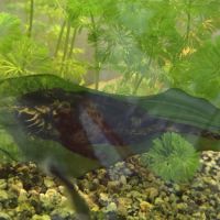 Cause déménagement vend l’ensemble de mes poissons