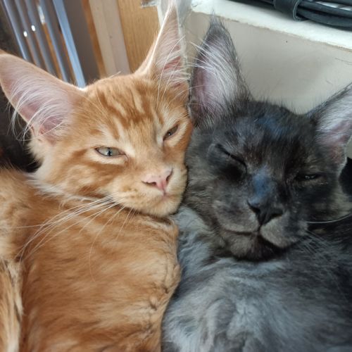 Chatons maine coon loof #3