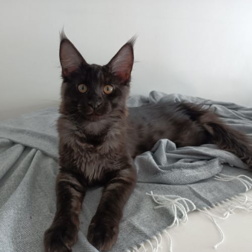 Chatons maine coon loof #5