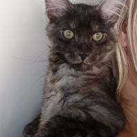 Chatons maine coon loof #0