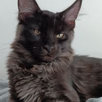 Chatons maine coon loof #2