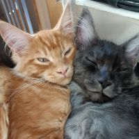 Chatons maine coon loof #3