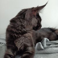 Chatons maine coon loof #4