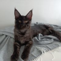 Chatons maine coon loof #5