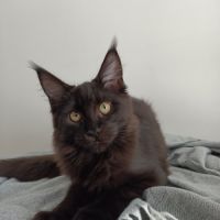 Chatons maine coon loof #6