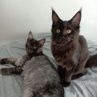 Chatons maine coon loof #7