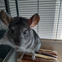Chinchilla male a donné #2